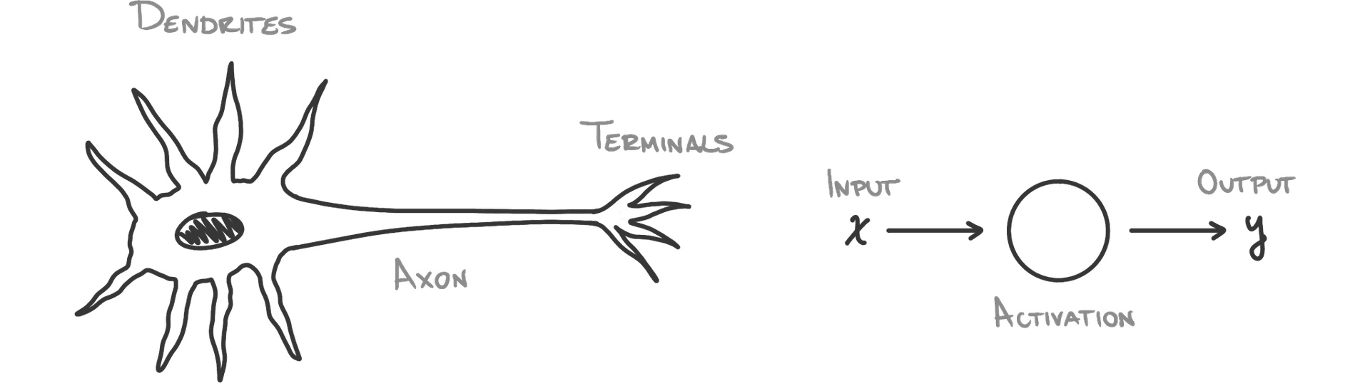 A comparsion of a biological neuron next to a perceptron.